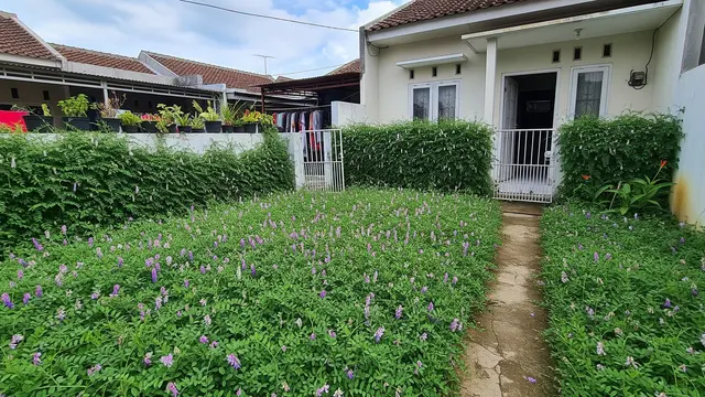Kebun Rumah Mini dengan Tanaman Vecth