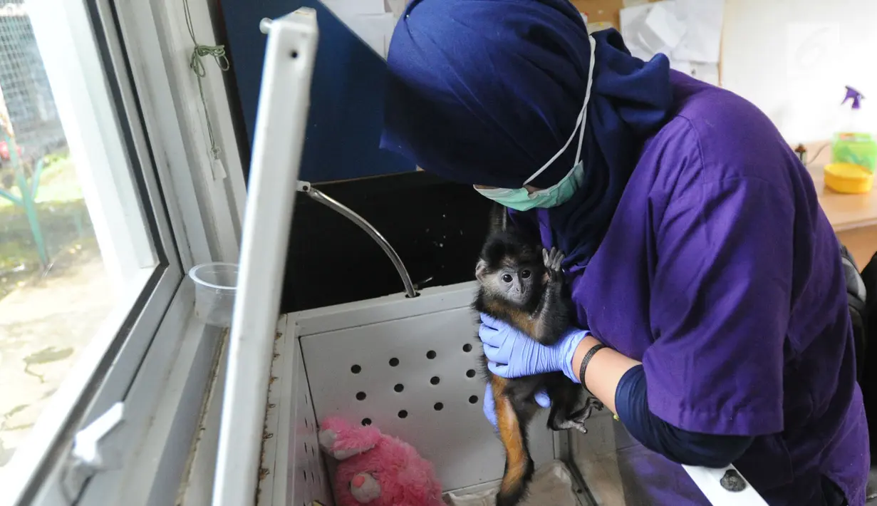 Dokter hewan yang juga aktivis Animal Sanctuary Trust Indonesia (ASTI)  memasukkan Lutung Jawa (Trachypithecus Auratus) ke dalam kotak inkubator di tempat Pusat Transit Satwa Gadog ASTi, Bogor, Senin (11/3). (merdeka.com/arie basuki)