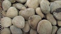 Istilah mabuk kepayang ternyata erat kaitannya dengan buah kluwek. Mengapa demikian? (wikipedia.org)