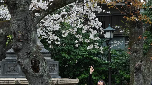 Potret Semarak Musim Sakura di Tokyo Jepang, Turis Asing dan Warlok Berebut Momen Indah