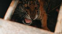 Seekor harimau sumatra tertangkap di kandang jebakan yang dipasang BBKSDA Riau di Kabupaten Pelalawan. (Liputan6.com/Dok BBKSDA Riau)