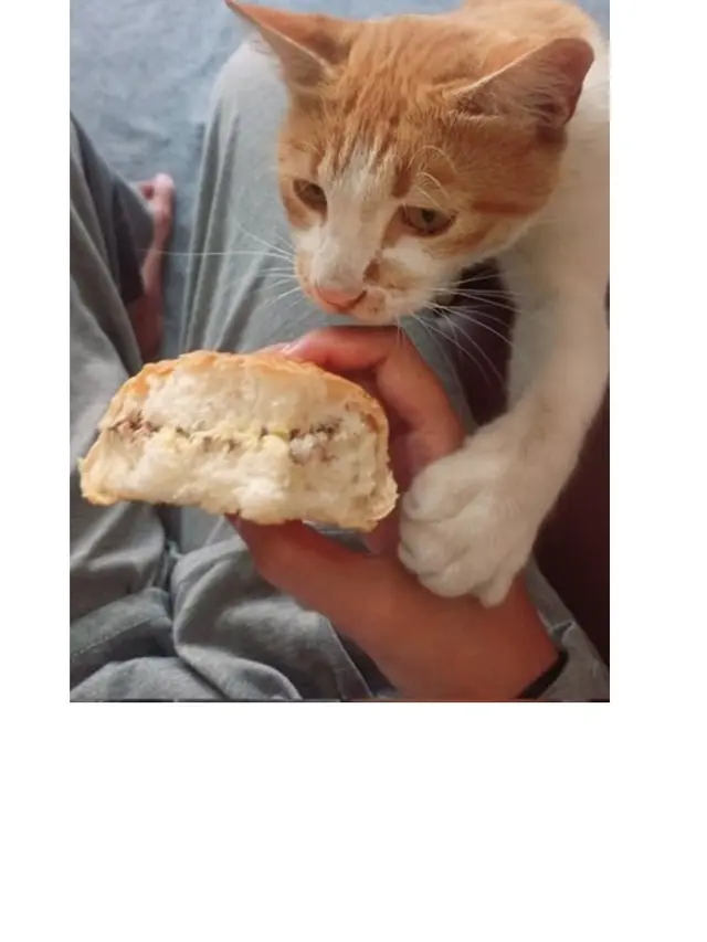 8 Potret Kucing saat Ketahuan Mencuri Makanan Ini Bikin Kesal Sekaligus Gemas