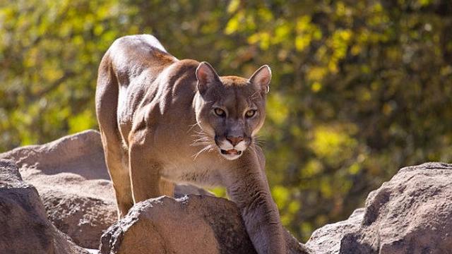 Ilustrasi singa gunung.