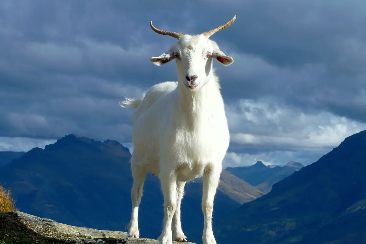 Kambing - Vania
