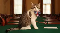 Larry, kucing 'PNS' yang menjabat sebagai Kepala Pemburu Tikus di Downing Street 10 (BBC)