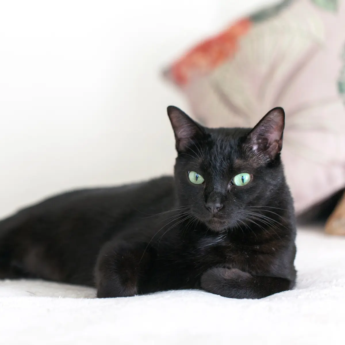 Terjaga Dari Mimpi Buruk: Arti Mimpi Melihat Kucing Hitam