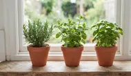 7 Cara Menata Tanaman Herbal di Dekat Jendela agar Rumah Wangi dan Makin Rapi