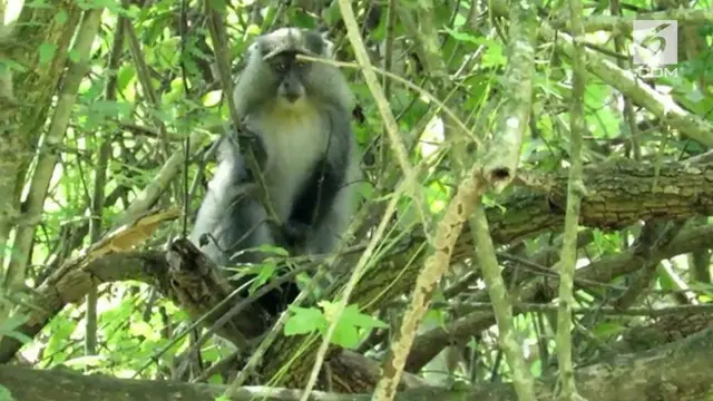Penampakan monyet langka Samango terekam kamera. Ditemukan di hutan hujan Afromonte, Afrika Selatan.