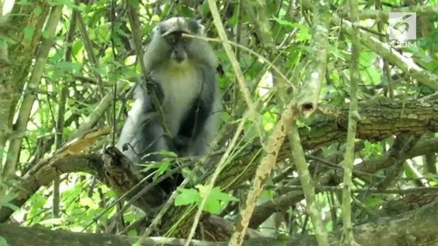 VIDEO: Monyet Langka Afrika Selatan Tertangkap Kamera
