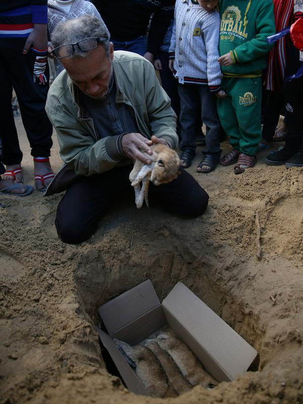 Pemilik kebun binatang Fathi Jumaa saat menguburkan mayat empat anak singa di kebun binatangnya di kamp pengungsi Rafah, Gaza (18/1). Fathi mengatakan ia menutupi sangkar singa-singa dengan selimut jelang badai musim dingin. (AP Photo/Adel Hana)