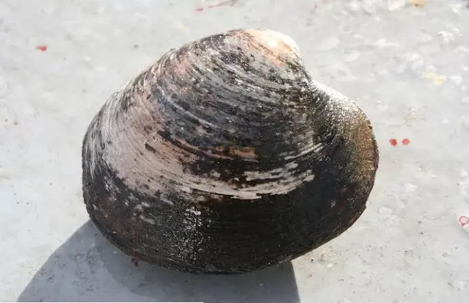 Kerang Quahog (Wikimedia Commons)