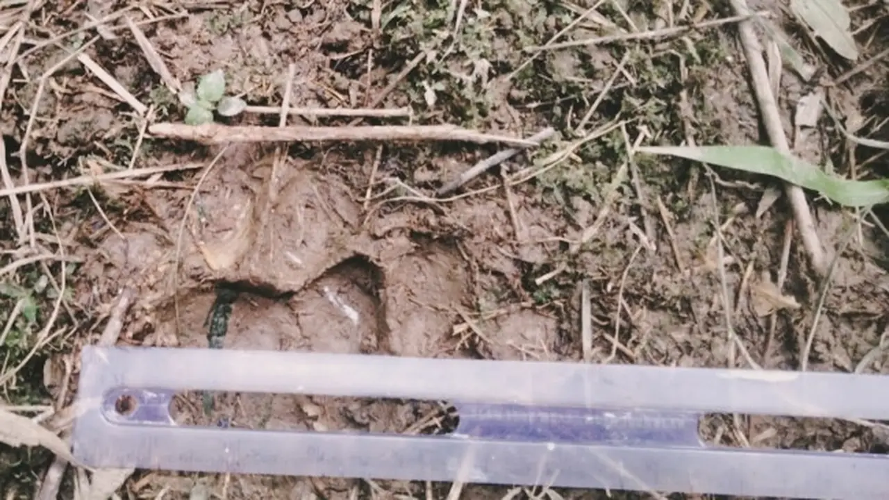 Jejak harimau sumatra temuan petugas di lokasi sapi yang dimangsa.