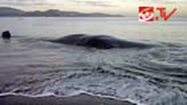 Paus Sepanjang 15 Meter Terdampar di Pantai Balat
