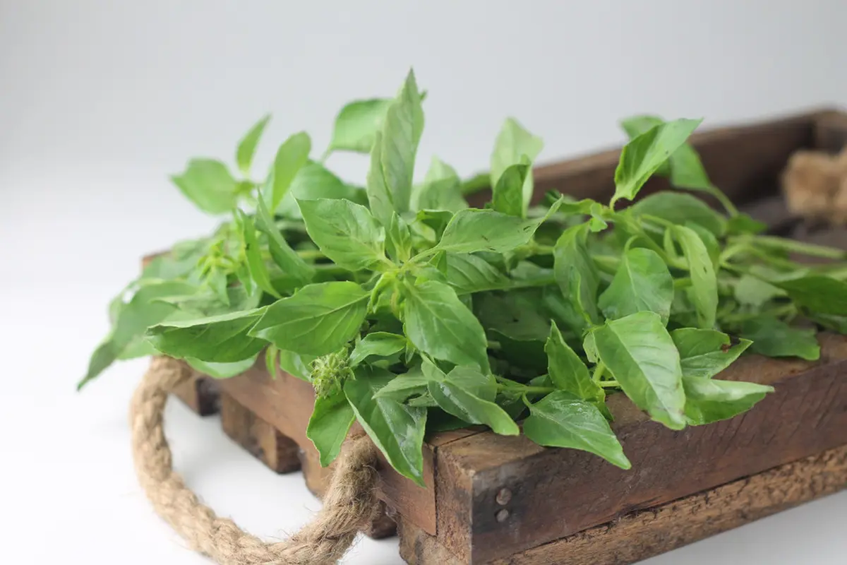 daun kemangi