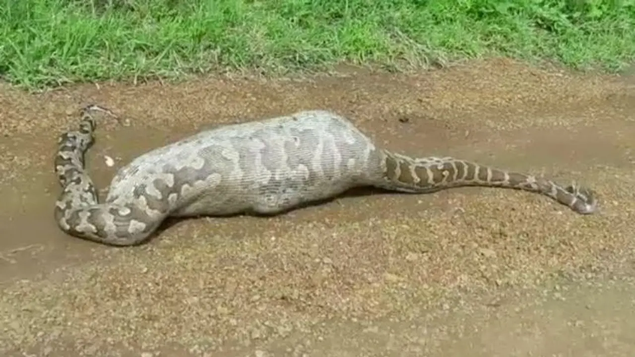 Tak Kuat Telan Mangsa, Piton 6 Meter Mati Kekenyangan