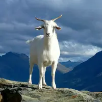 Ilustrasi Kambing/https://unsplash.com/Ray Aucott