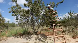 Petani Palestina Abdullah Hanni memetik badam hijau di Desa Beit Furik, Nablus timur, Tepi Barat (9/7/2020). Buah badam merupakan buah yang dihasilkan oleh pohon Prunus dulcis. (Xinhua/Nidal Eshtayeh)
