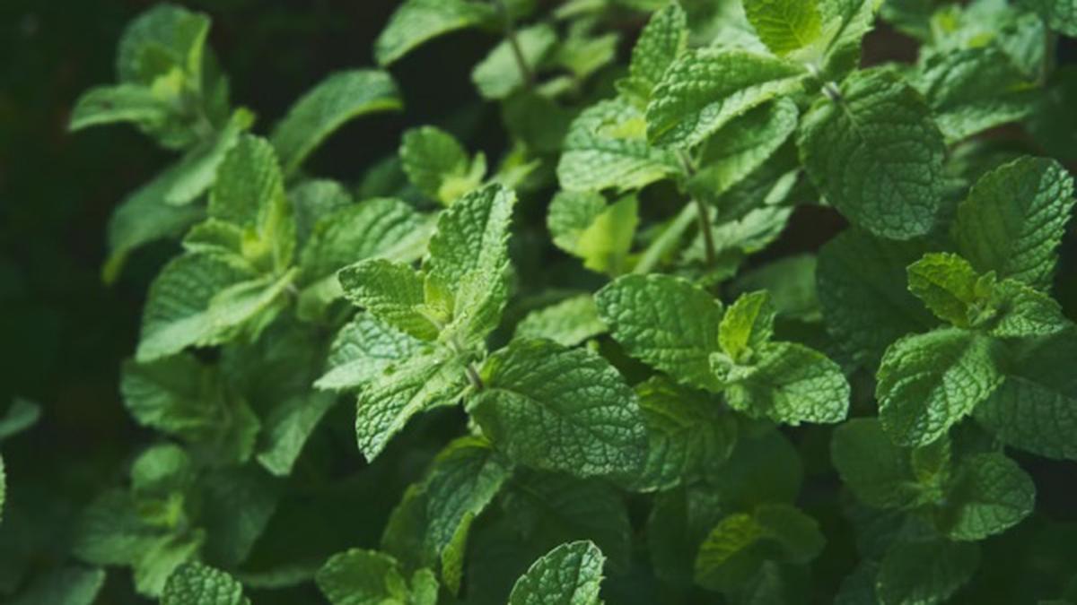 10 Tanaman Efektif untuk Usir Ular di Kebun, Pahami Lengkap dengan Tips Menanam dan Merawatnya