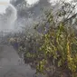 Petugas berusaha memadamkan kebakaran lahan beberapa waktu lalu agar tidak terjadi bencana kabut asap. (Liputan6.com/M Syukur)