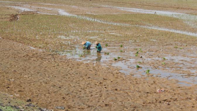 Situ Kamojing yang mengering saat kemarau menjadi sumber penghasilan alternatif para petani di Karawang dan sekitarnya. (Liputan6.com/Abramena)