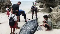 Terdampar di Rote Ndao, Puluhan Paus Pilot Mati