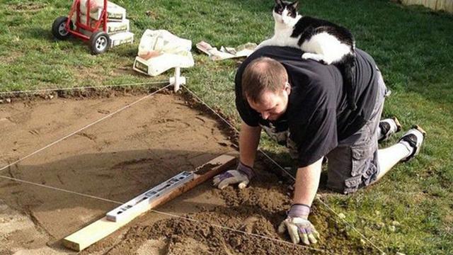 Usil Hingga Bikin Kesal, 10 Potret Kucing Berhasil Ganggu Pemiliknya
