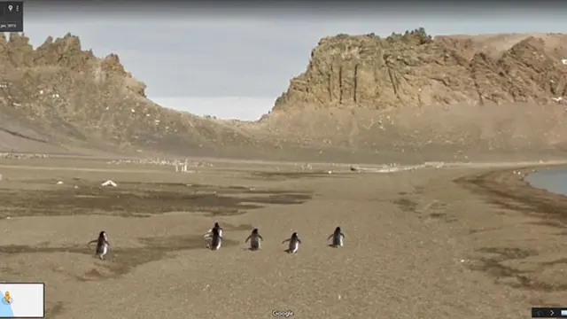 8 Potret Hewan Tertangkap Kamera Google Street View Ini Bikin Tepuk Jidat