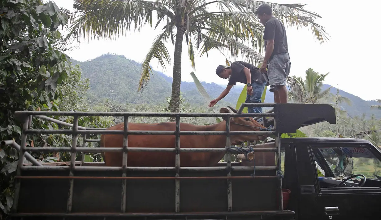 Dua ekor sapi berada di dalam mobil bak terbuka di kawasan Karangasem, Bali, Jumat (1/12). Warga terpaksa mengevakuasi hewan ternak dari tempat tinggalnya karena khawatir akan erupsi Gunung Agung. (Liputan6.com/Immanuel Antonius)