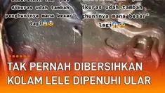 Sebuah kolam lele yang tidak pernah dibersihkan jadi sarang ular mengundang perhatian.