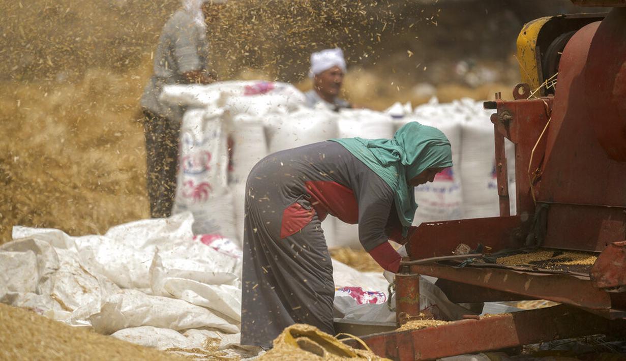 Seorang petani memantau pabrik gandum di sebuah pertanian di provinsi Delta Nil al-Sharqia, Mesir, Rabu (11/5/2022). Mesir sedang mencoba untuk meningkatkan produksi gandum dalam negeri karena perang di Ukraina telah tegang pasokan gandum internasional. (AP Photo/Amr Nabil)