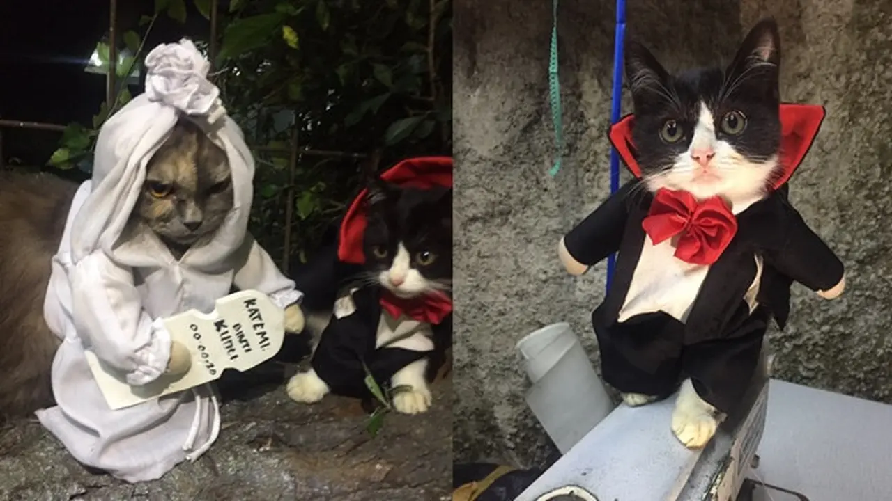 6 Pemotretan Kucing Tema Horor Ini Unik, Bikin Ngakak - Hot Liputan6.com