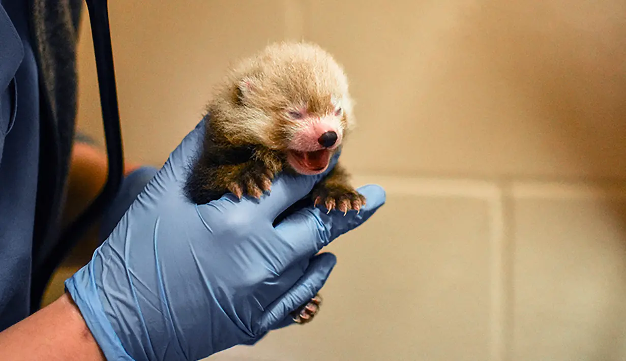 Kebun Binatang Virginia di Norfolk mengumumkan kelahiran panda merah kembar tiga pada 19 Agustus 2019. Kelahiran panda merah kembar tiga jarang terjadi, dan anaknya memiliki tingkat kematian yang tinggi. (The Virginia Zoo via AP)