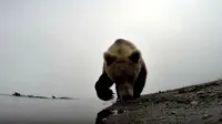 Rekaman video unik ini didapatkan ketika seekor beruang membawa kamera menyala dalam mulutnya.