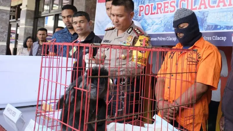 Lutung Jawa yang berhasil diselamatkan dari pedagang hewan langka. (Foto: Liputan6.com/Polres Cilacap/Muhamad Ridlo)