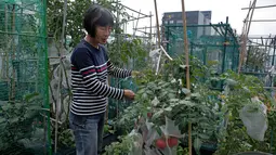 Seorang pekerja memanen sayur dan buah di sebuah kebun yang berada di atap gedung industri di Hong Kong, Minggu (18/3). Beberapa jenis sayur dan buah yang ditanam di antaranya tomat, selada, dan daun mustard China. (AP Photo/Kin Cheung)