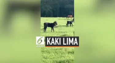 Seekor anak sapi lahir dengan memiliki 5 kaki di Lousiana. Saty kaki tambahan tumbuh di kepalanya. Sempat terpisah dari induknya, kini anak sapi itu telah bersatu kembali.