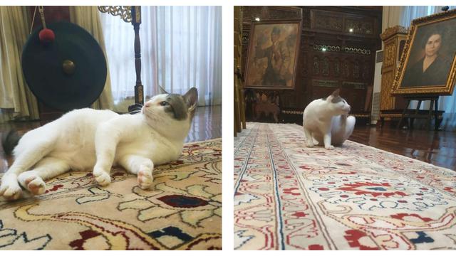 Bobby, Kucing Pak Prabowo