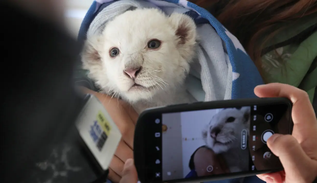 Pengunjung mengambil gambar anak singa putih di Taman Safari Hutan Nantong di Kota Nantong, China, Senin (21/12/2020). Singa putih bukan satwa albino atau satwa yang memiliki kekurangan zat warna kulit tapi merupakan hasil mutasi langka yang terjadi pada singa kruger.  (Photo by STR / AFP)