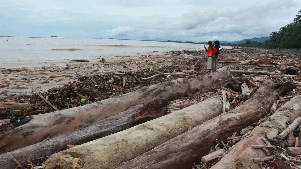 Gelondongan kayu yang hanyut ke laut terbawa banjir bandang dari sungai-sungai di Kota Padang. (Liputan6.com/Novia Harlina)