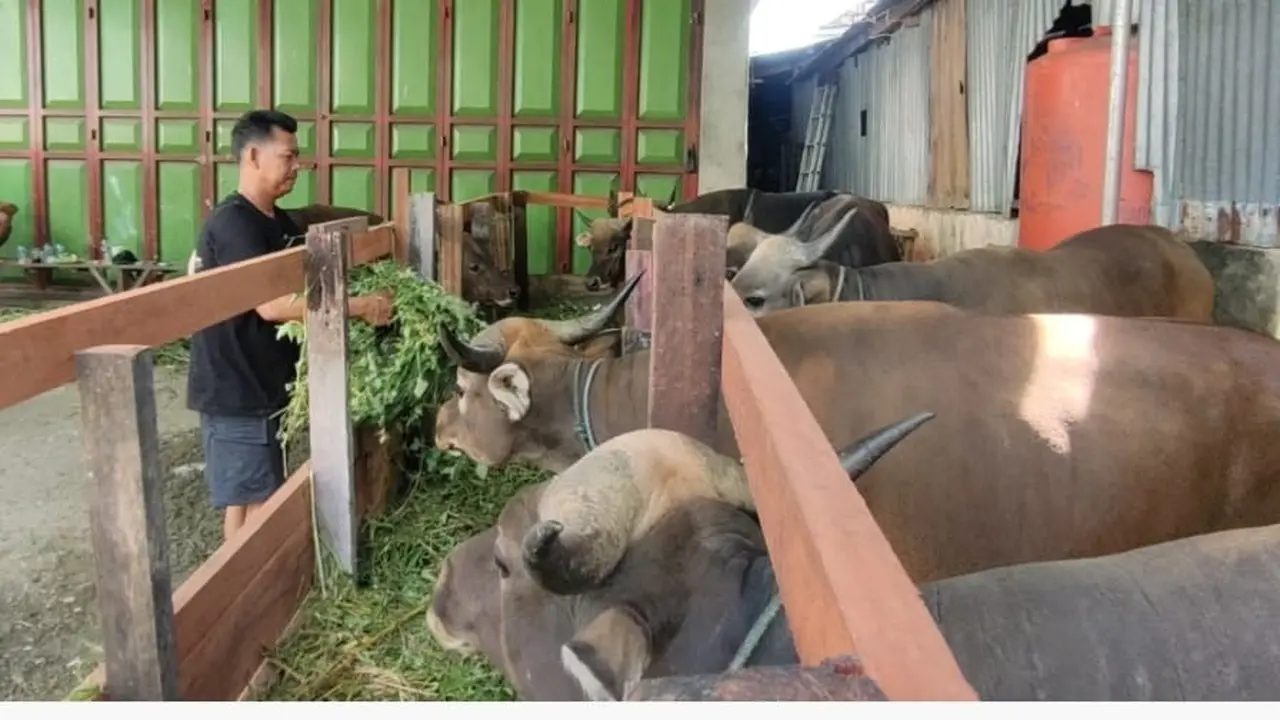 Penjual sapi kurban di Jayapura.