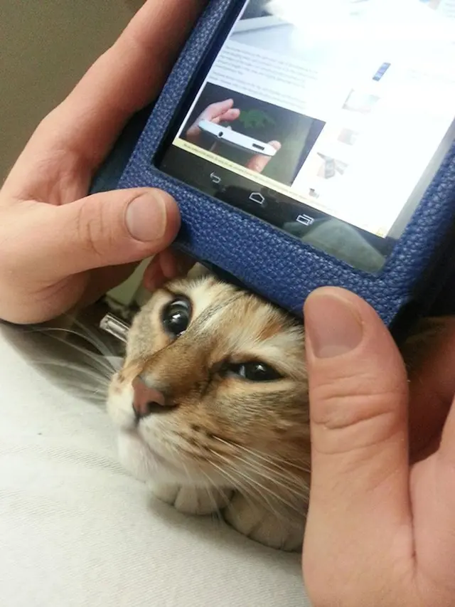 Usil Hingga Bikin Kesal, 10 Potret Kucing Berhasil Ganggu Pemiliknya