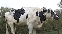 Blosom dinobatkan sebagai terbesar sapi terbesar sedunia oleh Guinness World Record. Si pemilik membuatkannya akun Facebook.