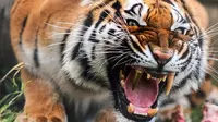 Harimau dengan gigi emas (Sumber: Dailymail)