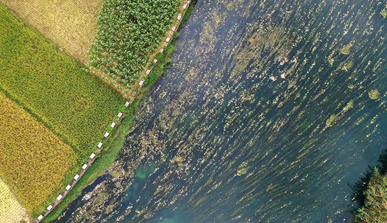 Foto dari udara menunjukkan pemandangan bunga Ottelia acuminata di Sungai Chengjiang di Kota Daxing yang berada di Wilayah Otonom Etnis Yao Du'an, Daerah Otonom Etnis Zhuang Guangxi, China selatan (28/10/2020). (Xinhua/Lu Boan)