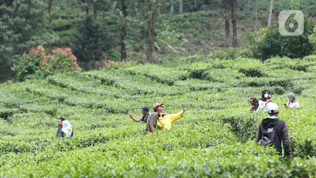 Libur Panjang Akhir Pekan, Warga Berwisata di Kawasan Kebun Teh Puncak