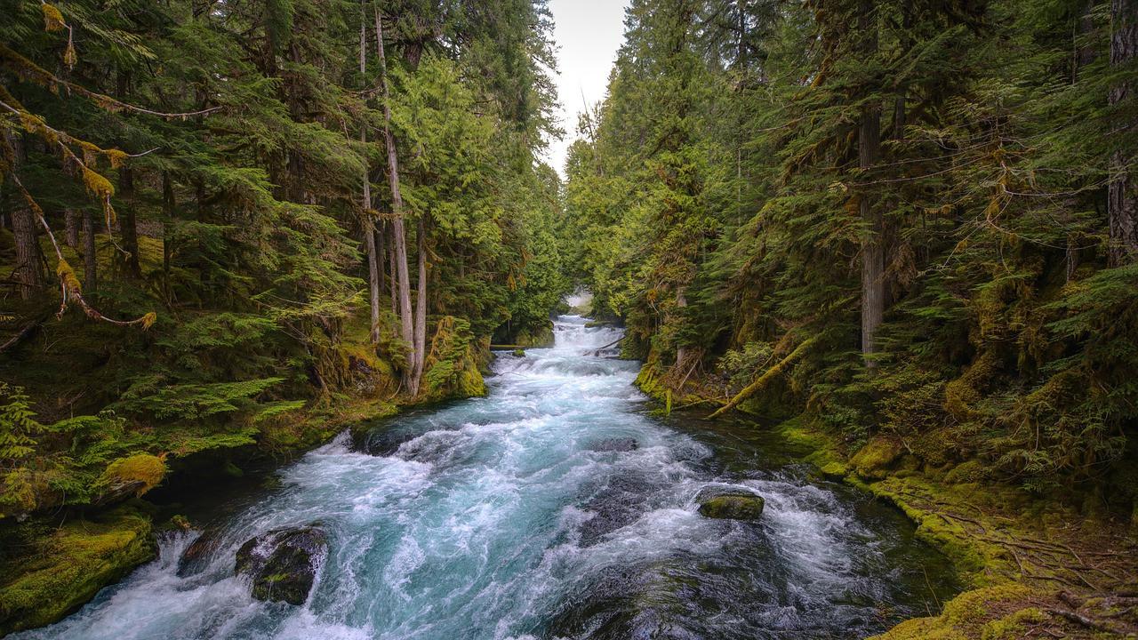 Kepribadian Jalanan Hutan