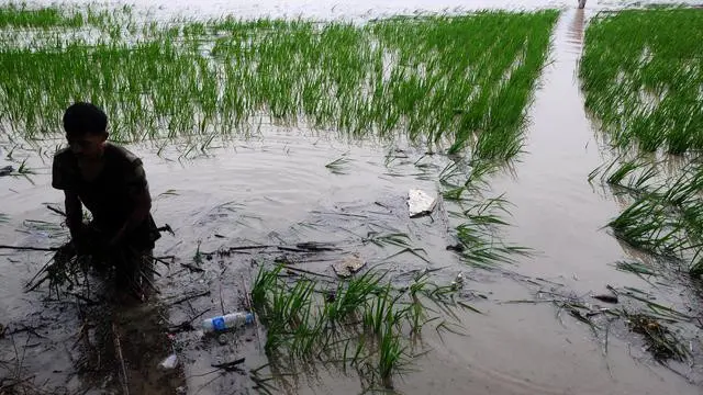 Kementan Inisiasi Sistem Close Loop Agribisnis Hortikultura Petani Muda