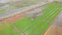 Perkuat Ketahanan Pangan, Pemerintah Persiapkan Program Cetak Sawah Baru