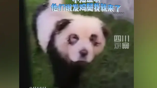 Panda Jadi-jadian Dipamerkan di Kebun Binatang China, Pengelola Tak Merasa Bersalah