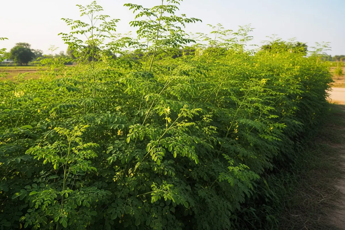 Kelor (Moringa oleifera)